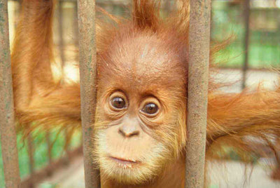 Why Mahina Beaute Is Palm Oil-Free